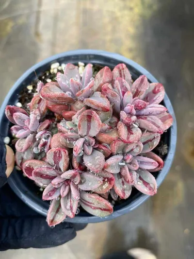 Echeveria Purple Heart Variegated succulent — wholesale export from Yunnan, China