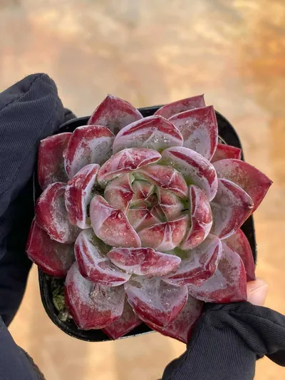 Echeveria Purple Jade succulent — wholesale export from Yunnan, China