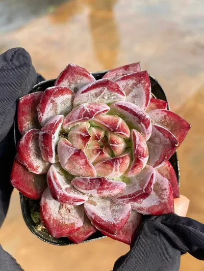 Echeveria Purple Jade (紫玥) succulent — wholesale bare-root export from Yunnan, China (3 of 4)
