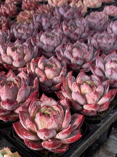 Echeveria Purple Jade (紫玥) succulent — wholesale bare-root export from Yunnan, China (4 of 4)
