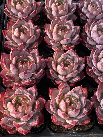 Echeveria Purple Jade (紫玥) succulent — wholesale bare-root export from Yunnan, China (2 of 4)