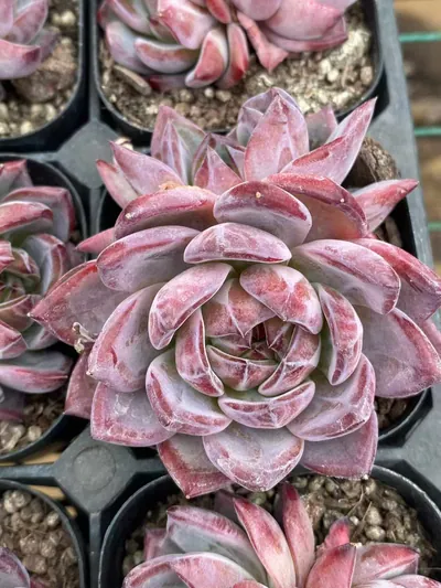 Echeveria Purple Jade Twin-head succulent — wholesale export from Yunnan, China