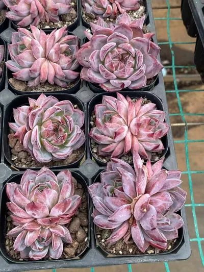 Echeveria Purple Jade Twin-head (紫玥双头) succulent — wholesale bare-root export from Yunnan, China (4 of 4)