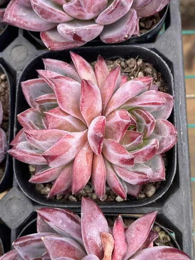 Echeveria Purple Jade Twin-head (紫玥双头) succulent — wholesale bare-root export from Yunnan, China (2 of 4)