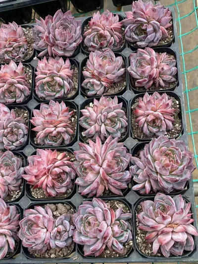 Echeveria Purple Jade Twin-head (紫玥双头) succulent — wholesale bare-root export from Yunnan, China (3 of 4)