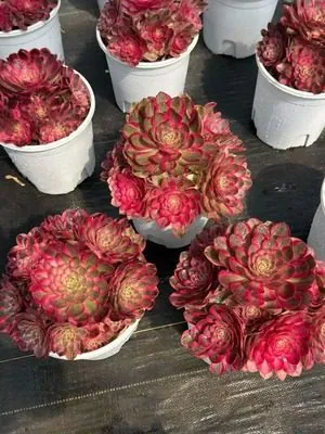 Aeonium Aeonium 'Peerless Beauty' succulent — wholesale export from Yunnan, China