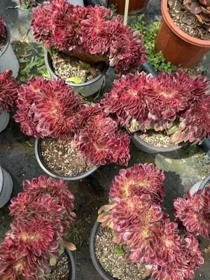 Aeonium Aeonium 'Peerless Beauty' Crested succulent — wholesale export from Yunnan, China