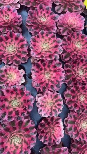 Aeonium Aeonium 'Peerless Beauty' Plug Tray succulent — wholesale export from Yunnan, China