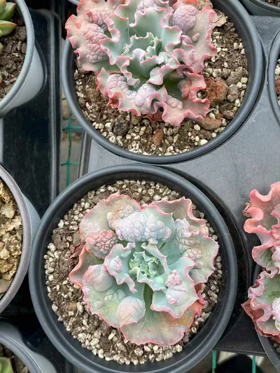 Echeveria Quasimodo (卡西莫多) succulent — wholesale bare-root export from Yunnan, China (2 of 4)