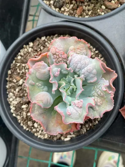 Echeveria Quasimodo (卡西莫多) succulent — wholesale bare-root export from Yunnan, China (3 of 4)