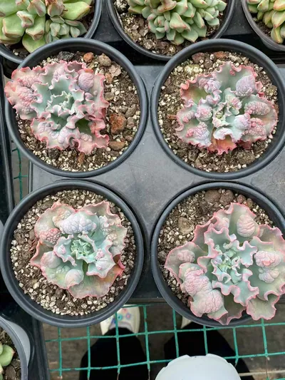 Echeveria Quasimodo (卡西莫多) succulent — wholesale bare-root export from Yunnan, China (4 of 4)