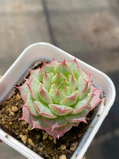 Echeveria Queen Hybrid succulent — wholesale export from Yunnan, China