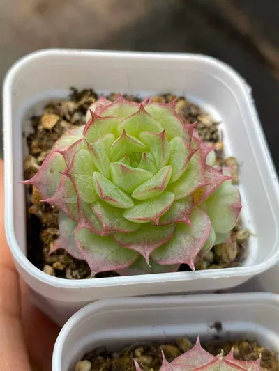 Echeveria Queen Hybrid (女王杂交) succulent — wholesale bare-root export from Yunnan, China (3 of 4)