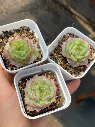 Echeveria Queen Hybrid (女王杂交) succulent — wholesale bare-root export from Yunnan, China (2 of 4)