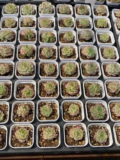 Echeveria Queen Hybrid (女王杂交) succulent — wholesale bare-root export from Yunnan, China (4 of 4)