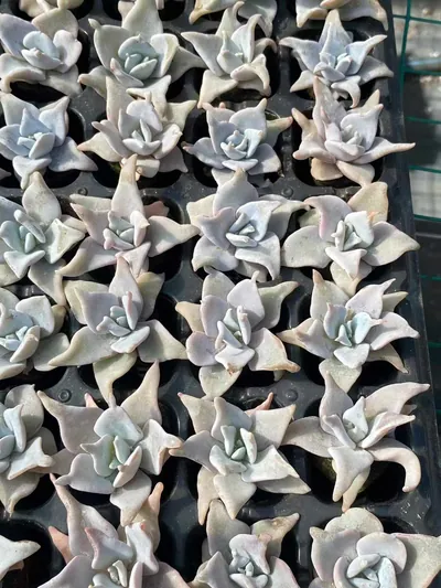 Echeveria Queen's Crown (海绵土女王王冠) succulent — wholesale bare-root export from Yunnan, China (2 of 5)