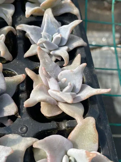 Echeveria Queen's Crown (海绵土女王王冠) succulent — wholesale bare-root export from Yunnan, China (5 of 5)