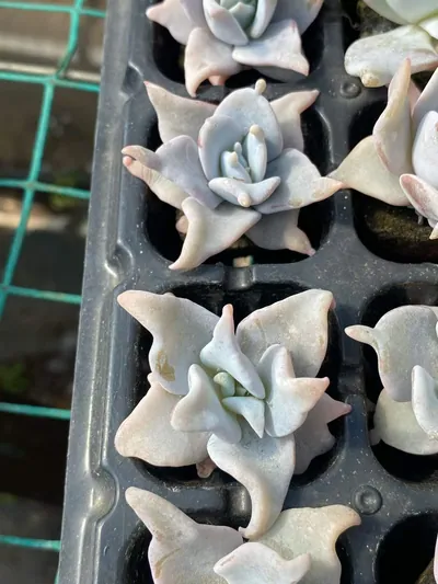 Echeveria Queen's Crown (海绵土女王王冠) succulent — wholesale bare-root export from Yunnan, China (4 of 5)