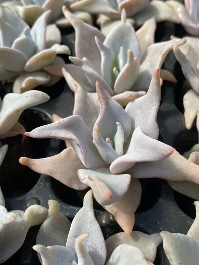 Echeveria Queen's Crown (海绵土女王王冠) succulent — wholesale bare-root export from Yunnan, China (3 of 5)