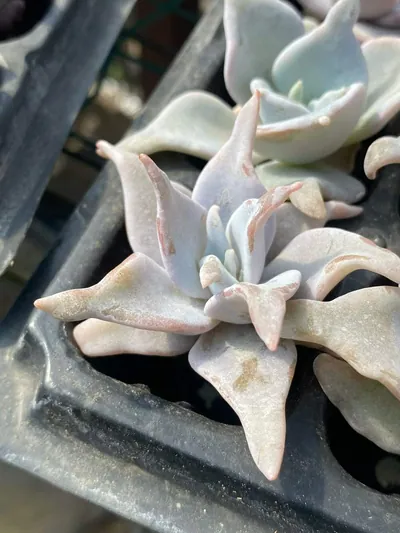 Echeveria Queen's Crown succulent — wholesale export from Yunnan, China