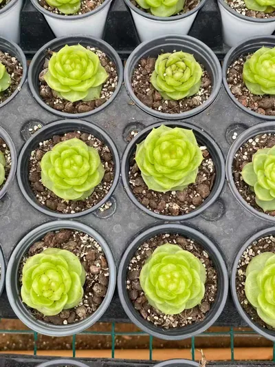 Echeveria Radiant Jenny (灵耀珍妮) succulent — wholesale bare-root export from Yunnan, China (3 of 3)