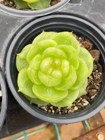 Echeveria Radiant Jenny (灵耀珍妮) succulent — wholesale bare-root export from Yunnan, China (2 of 3)