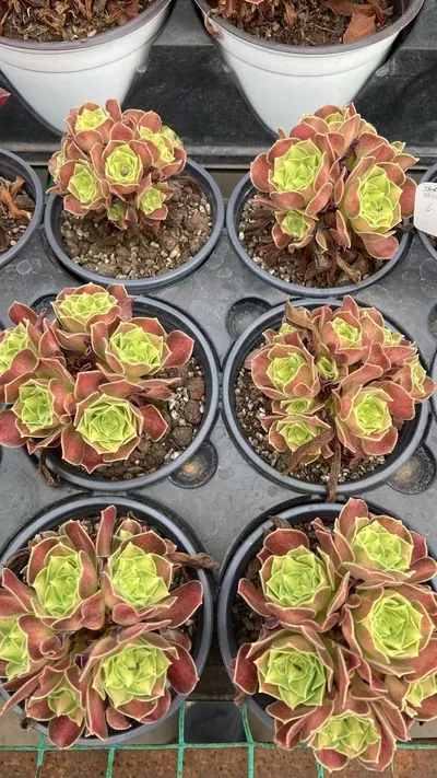 Aeonium Radiant Years succulent — wholesale export from Yunnan, China