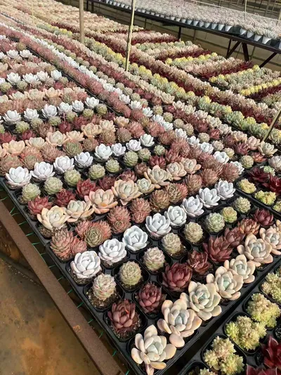 Echeveria Rainbow Assortment (3 Trays) (三盘捆）彩虹套餐) succulent — wholesale bare-root export from Yunnan, China (4 of 4)