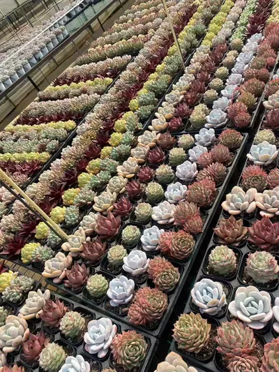 Echeveria Rainbow Assortment (3 Trays) (三盘捆）彩虹套餐) succulent — wholesale bare-root export from Yunnan, China (2 of 4)