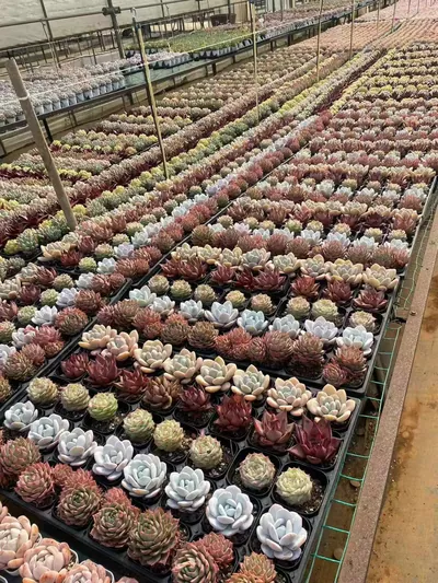 Echeveria Rainbow Assortment (3 Trays) (三盘捆）彩虹套餐) succulent — wholesale bare-root export from Yunnan, China (3 of 4)