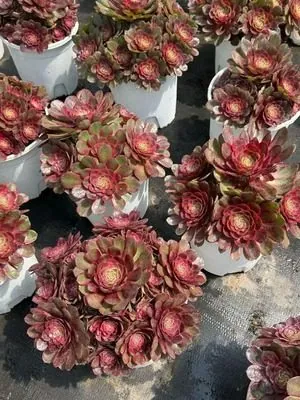 Aeonium Aeonium 'Red Cat' succulent — wholesale export from Yunnan, China