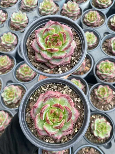 Echeveria Red Jade (红玥) succulent — wholesale bare-root export from Yunnan, China (5 of 5)