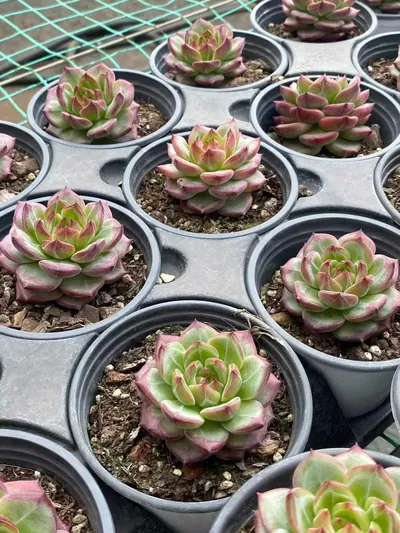 Echeveria Red Jade (红玥) succulent — wholesale bare-root export from Yunnan, China (3 of 5)