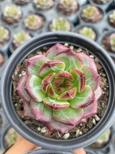 Echeveria Red Jade (红玥) succulent — wholesale bare-root export from Yunnan, China (2 of 5)