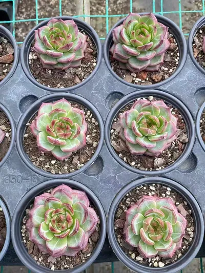 Echeveria Red Jade (红玥) succulent — wholesale bare-root export from Yunnan, China (4 of 5)