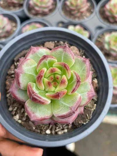 Echeveria Red Jade succulent — wholesale export from Yunnan, China