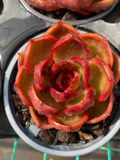 Echeveria Red Lantern succulent — wholesale export from Yunnan, China
