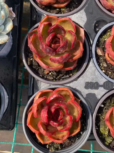 Echeveria Red Lantern (红灯) succulent — wholesale bare-root export from Yunnan, China (2 of 5)