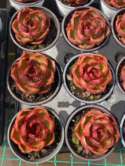 Echeveria Red Lantern (红灯) succulent — wholesale bare-root export from Yunnan, China (4 of 5)