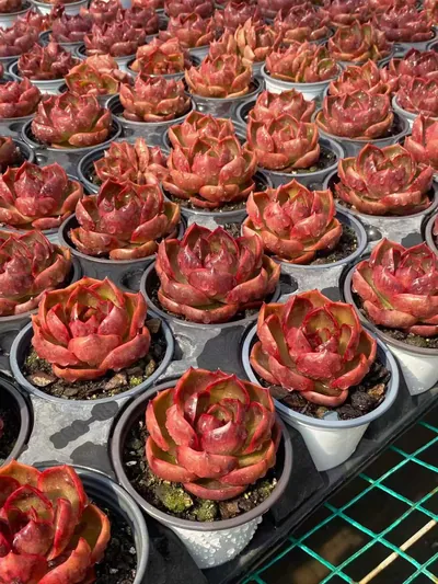 Echeveria Red Lantern (红灯) succulent — wholesale bare-root export from Yunnan, China (5 of 5)