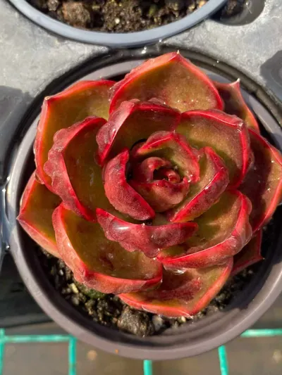 Echeveria Red Lantern (红灯) succulent — wholesale bare-root export from Yunnan, China (3 of 5)