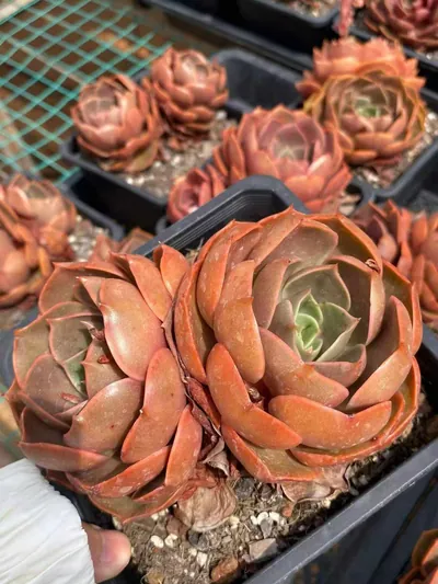 Echeveria Red Lantern Twin-head (红灯双头) succulent — wholesale bare-root export from Yunnan, China (5 of 5)
