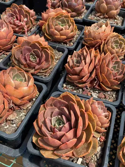 Echeveria Red Lantern Twin-head (红灯双头) succulent — wholesale bare-root export from Yunnan, China (4 of 5)