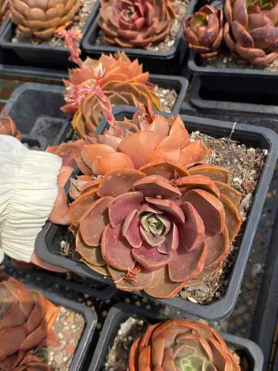 Echeveria Red Lantern Twin-head (红灯双头) succulent — wholesale bare-root export from Yunnan, China (2 of 5)