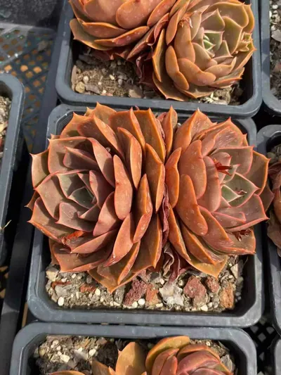 Echeveria Red Lantern Twin-head (红灯双头) succulent — wholesale bare-root export from Yunnan, China (3 of 5)