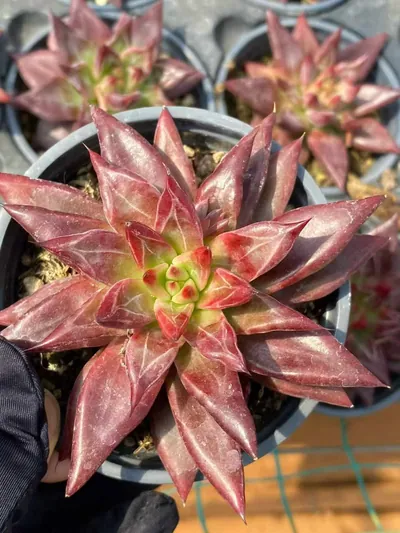 Echeveria Red Soul succulent — wholesale export from Yunnan, China