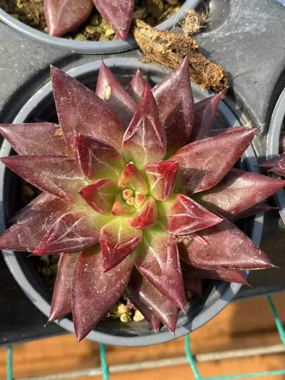 Echeveria Red Soul (红灵魂) succulent — wholesale bare-root export from Yunnan, China (2 of 4)