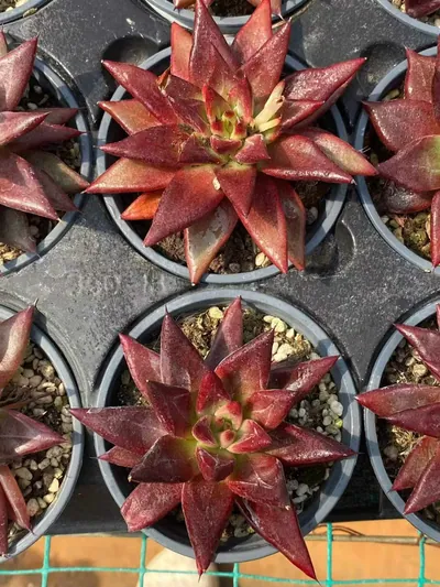 Echeveria Red Soul (红灵魂) succulent — wholesale bare-root export from Yunnan, China (4 of 4)