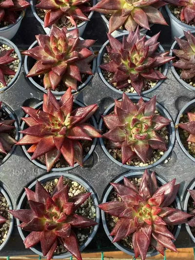 Echeveria Red Soul (红灵魂) succulent — wholesale bare-root export from Yunnan, China (3 of 4)
