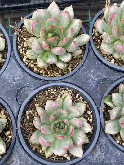Echeveria Red Wine Streaked Variegated (红酒拉丝锦) succulent — wholesale bare-root export from Yunnan, China (2 of 3)